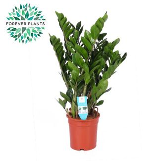 Zamioculcas Zamiifolia - Ø 21 cm - H 95 cm