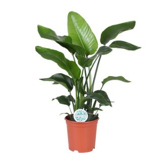 plante tropicale verte, Strelitzia Nicolai, Ø21cm - ↕80cm