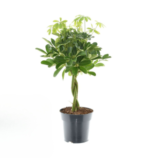 Schefflera compacta 'Nora' - Ø 17 cm - hauteur 60 cm