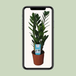Zamioculcas zamiifolia - Ø14 cm - H 55 cm