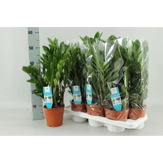 Zamioculcas zamiifolia - Ø 14 cm - H 55 cm