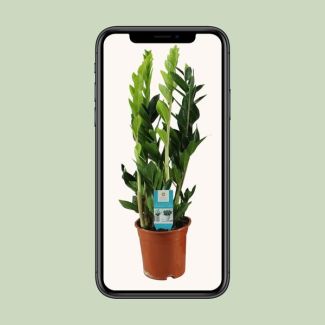 Zamioculcas zamiifolia - Ø17 cm - H 65 cm