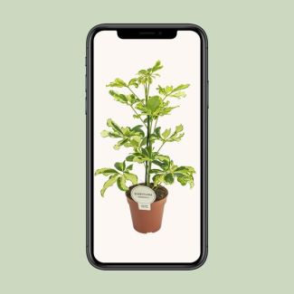 Schefflera Charlotte - Ø 13 cm - H 45 cm