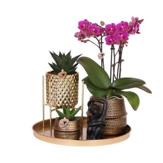 Ensemble Hôtel Chic ; Orchidée Papillon Morelia + Succulentes dans des Pots Design + statuette sur Plateau Doré