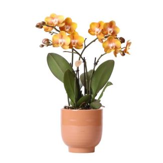 Orchidée Papillon Las Vegas dans un pot en verre couleur cognac