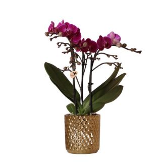 Orchidée Papillon Morelia dans un Pot Décoratif en Diamant Doré