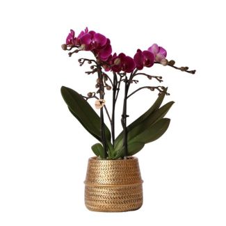 Orchidée Papillon Morelia dans un pot décoratif Goude Groove