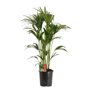 Howea Forsteriana 120 cm – Ø 24 cm – Plante d'intérieur durable pour débutants