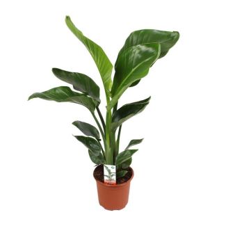 Plante Oiseau de Paradis Blanche, Plante Verte Tropicale, Strelitzia Nicolai, Ø17cm - ↕70cm