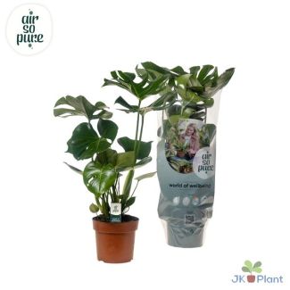 2 x Plante à trous, Plante d'intérieur verte, Tropicale, Monstera Deliciosa - Ø17cm - ↕55cm