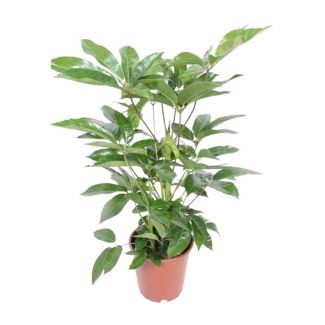 Arbre parasol, Arbre à doigts, Plante élégante, Plante d'intérieur verte, Schefflera Actinophylla Amate - Ø24cm - ↕100cm