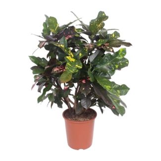 Croton Magnificent (Codiaeum) – Plante d'intérieur à feuilles colorées de 110 cm de hauteur – Ø27 cm