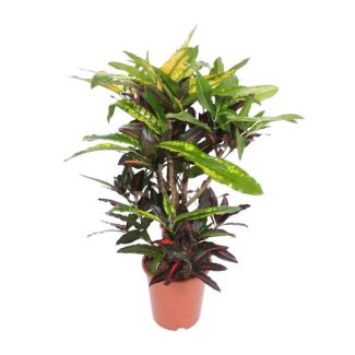 Croton Mango – Plante Feuille Exotique – Parfaite pour l'Intérieur – 110cm