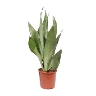 Langue de belle-mère, Feuille argentée, Sansevieria Moonshine - Ø17cm - ↕60cm