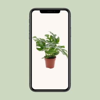 Monstera Minima - Ø 12 cm - H 25 cm