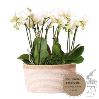 3 Orchidées Papillon Amabilis + Succulentes dans un Panier avec réservoir d'eau