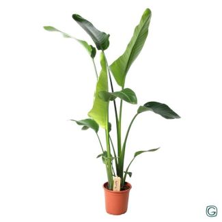 Plante Oiseau de Paradis Blanche, Plante Verte Tropicale, Strelitzia Nicolai, Ø21cm - ↕100cm