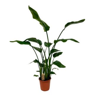 Plante Oiseau de Paradis Blanche, Plante Verte Tropicale, Strelitzia Nicolai, Ø21cm - ↕120cm