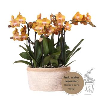 Véritable Attraction, Orchées Orange Las Vegas, Ensemble de Plantes dans un Panier en Coton, Idée Cadeau, Orchidée Papillon Las Vegas