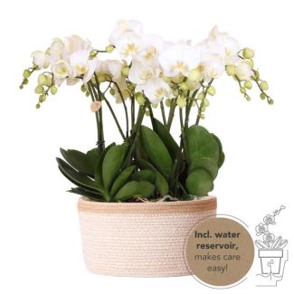 Véritable Attrait, Orchidéens Blancs Gand, Ensemble de Plantes dans un Panier en Coton, Astuce Cadeau, Orchidée Papillon