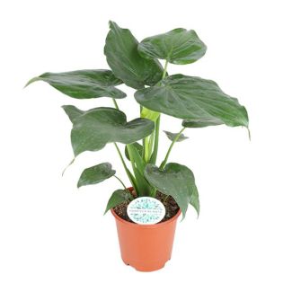 Main de Bouddha, Oreille d'Éléphant, Plante Verte Exotique, Alocasia Cucullata - Ø21cm - ↕80cm