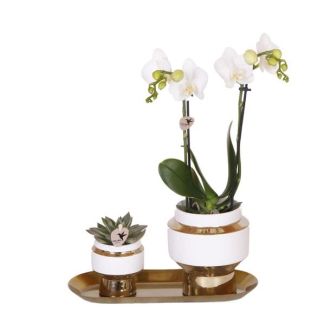 Orchidée papillon Amabilis + Succulent dans pot décoratif le Chic sur plateau doré