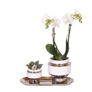 Cadeau-Tip ! Ensemble de plantes d'intérieur, Orchidée Amabilis + Succulent sur un plateau argenté étroit, Couleur Blanc-Vert,