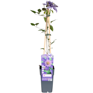 Clématite bleue à fleurs doubles | 1, 3, 4 pièces