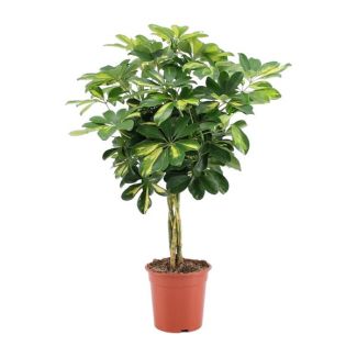 Plante Paraplu Nain, Plante Verte, Schefflera Arboricola Gold Capella - Ø19cm - ↕75cm de haut