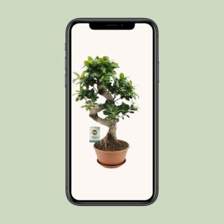 Bonsaï Ficus
