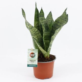 Langue de belle-mère, Feuilles vert foncé avec des rayures horizontales, Sansevieria Black Coral - Ø12cm - ↕35cm