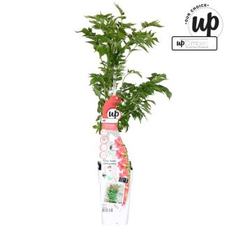 Grimpante trompette Rose foncé
