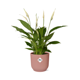 La plante à cuillère ou le lys de la paix, connu pour ses fleurs blanches, Spathiphyllum Torelli - Ø17cm - ↕35cm dans un pot rose ELHO Vibes Fold