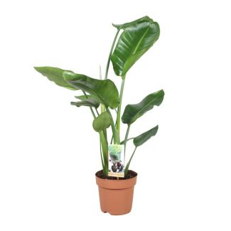 Plante Oiseau de Paradis Blanche, Plante Verte Tropicale, Strelitzia Nicolai, Ø17cm - ↕60cm