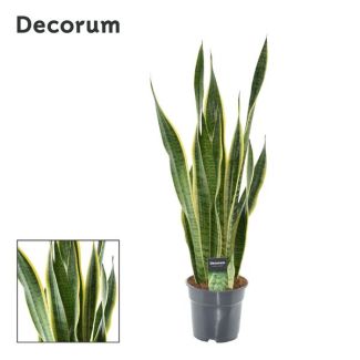 Langue de belle-mère, Plante à bord doré, Feuille en forme d'épée vert foncé avec bord jaune, Sansevieria Laurentii - Ø17cm - ↕70cm