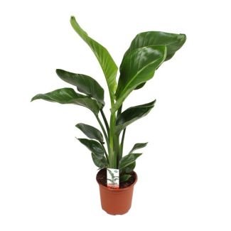Plante Oiseau de Paradis Blanche, Plante Verte Tropicale, Strelitzia Nicolai, Ø17m - 70cm