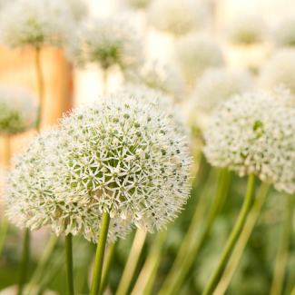 5 pièces - Bulbes d'Allium (Oignons ornementaux) - White Giant - majestueuses têtes de fleurs blanches - bulbes à fleurs