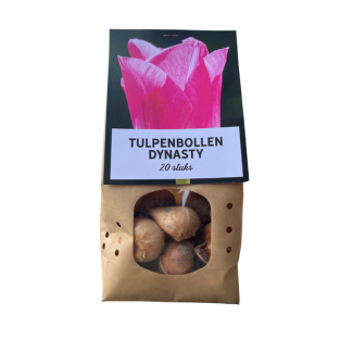 Dynasty - Bulbes de tulipes 20 pièces, fleurs roses avec une subtile bordure blanche, bulbes à fleurs, joli cadeau