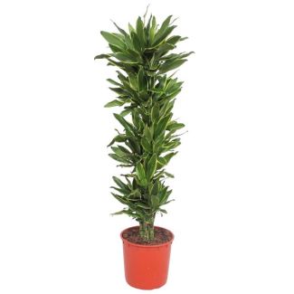 Plante d'intérieur verte Dracaena Golden Coast, 200 cm, ø34