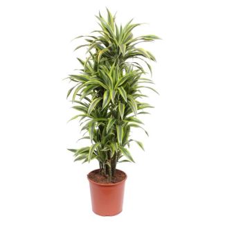Plante d'intérieur Dracaena Lemon Lime avec des feuilles vertes et jaune citron, 150 cm de haut, ø30