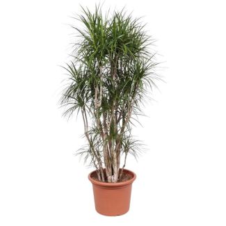 Dracaena Marginata ramifiée, plante d'intérieur ramifiée, 210 cm de haut, ø50