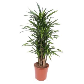 Dracaena Riki compacte arbre à sang de dragon de 140 cm de haut, ø30, plante d'intérieur