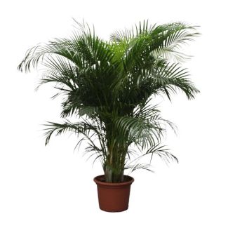 Palmier Areca (Dypsis Lutescens) 230 cm - ø40, Plante d'intérieur à mi-ombre