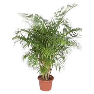 Palmier papillon de 2 mètres, Dypsis Lutescens pour intérieur, 200 cm - ø40