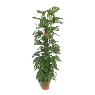 Plante à trous - Feuille de singe - Monstera Monkey Leaf 170 cm sur tige de mousse - ø27