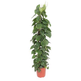 Plante grimpante d'intérieur facile d'entretien sur treillis (Philodendron Scandens), 1,5 m de haut, ø27