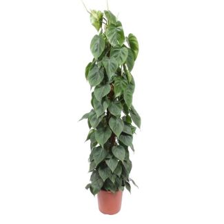 Plante d'intérieur allongée Philodendron Scandens sur tuteur, 150 cm, ø27