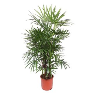 Plante d'intérieur ombre Rhapis Excelsa | Palmier Bambou | Palmier à tige, 1,9 m de haut, ø34
