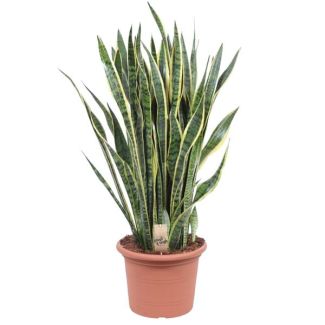 Langue de belle-mère, Plante à bord doré, Feuille en forme d'épée vert foncé avec bord jaune, Sansevieria Laurentii - Ø35cm - ↕100cm
