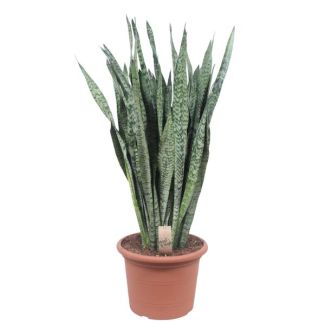 Céline Langue de Belle-Mère, Plante Serpent, Feuille Épaisse Vert Foncé avec Taches/Stries Argentées, Sansevieria Zeylanica Ø35cm - ↕110cm